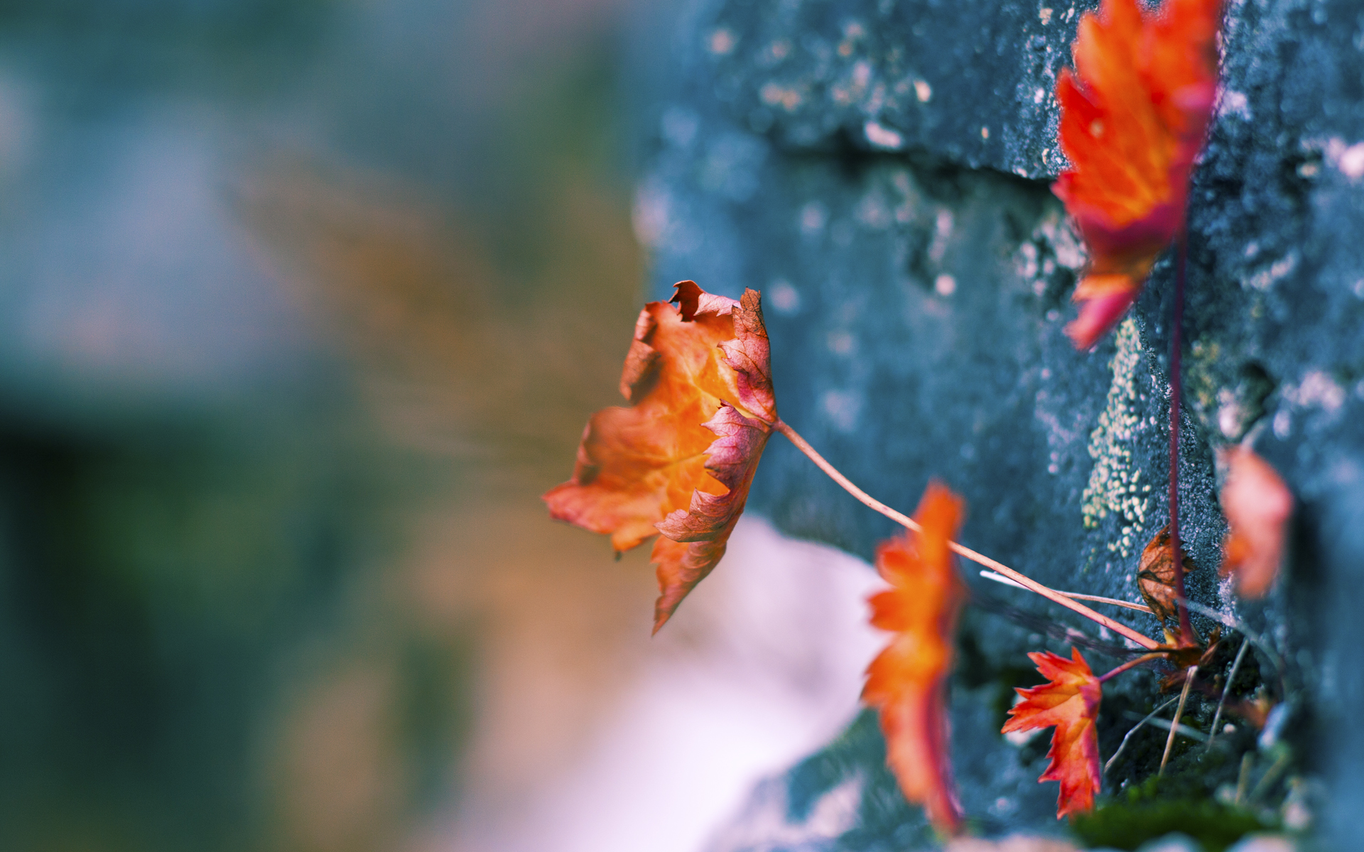 非洲女子篮球锦标赛中，安哥拉强势夺冠，运动水平再上新台阶，非洲女子篮球世界排名最新排名